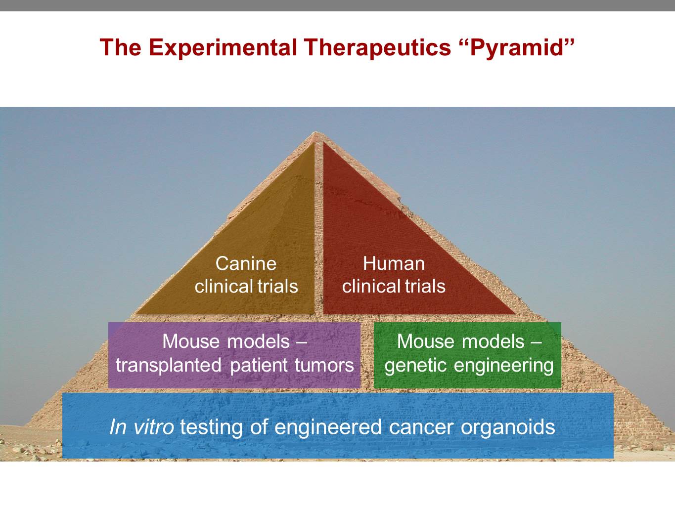 Lymphoma Pyramid